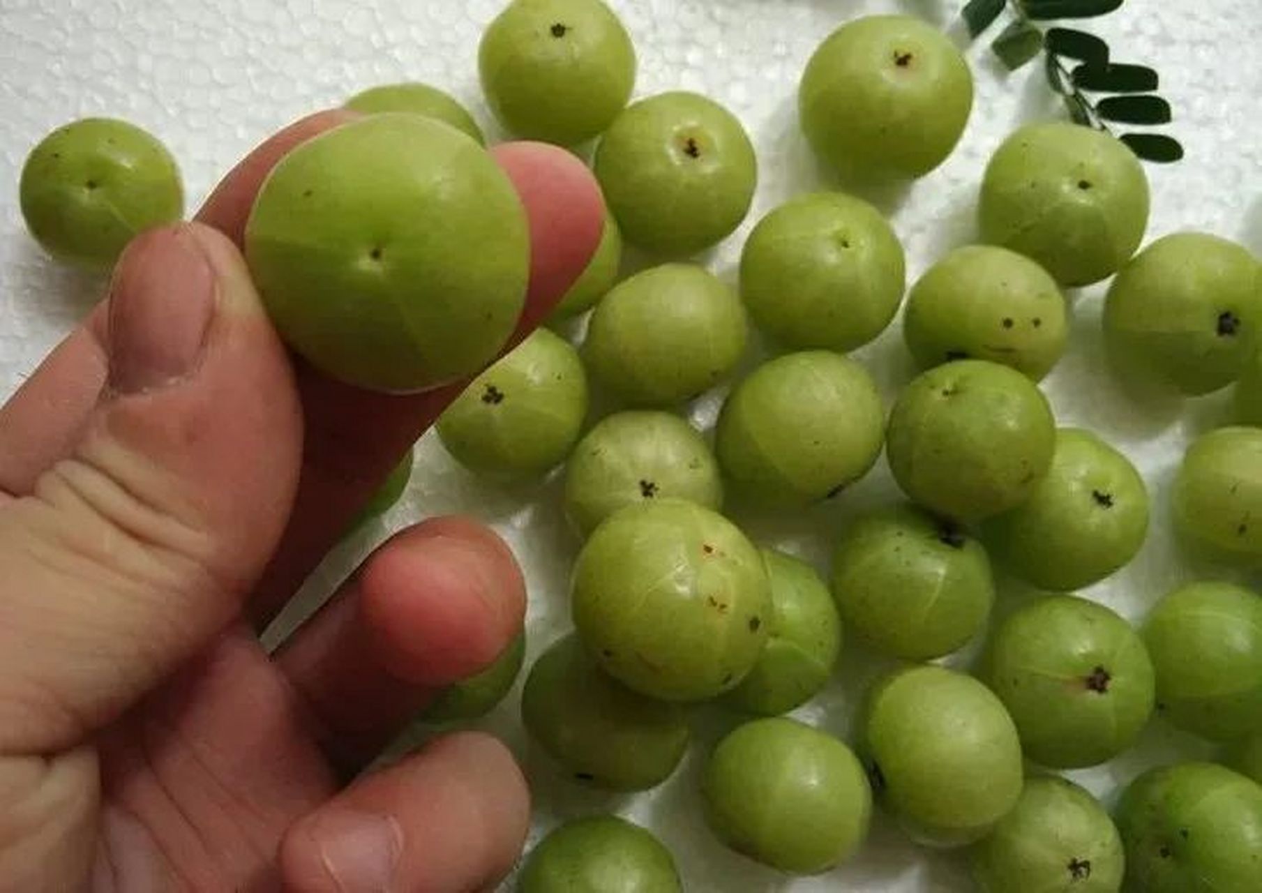 油甘果,又名余甘子,具有润肺止咳,清热化痰,生津止渴的功效,被誉为