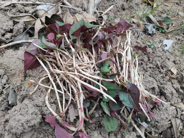 不用打工,在农村种植折耳根能够年入10万,种植技术分享给您