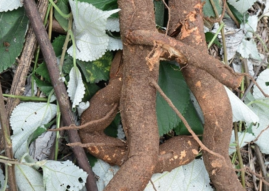 苎麻,也叫野麻,中国草,有4大功能,价值高,农民朋友要了解!