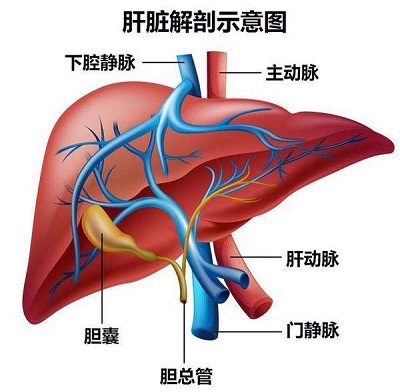 肝脏循环途径图图片