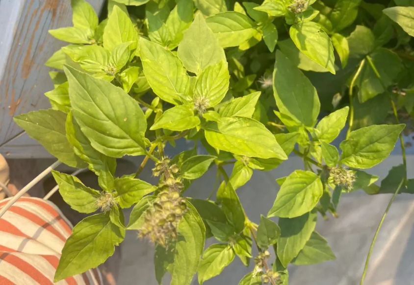 九层塔,又称罗勒,金不换,有四大作用,价值极高,农民需了解!