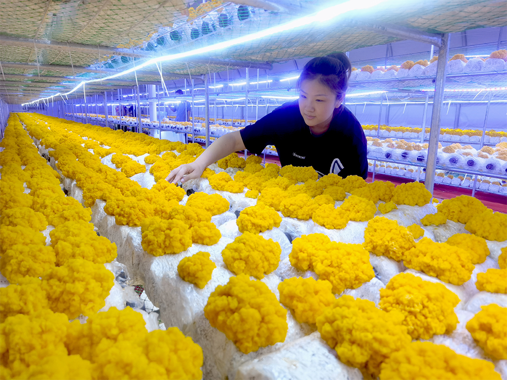 在山西大宁,黄土地长出"黄金耳" "菇"往富来一方