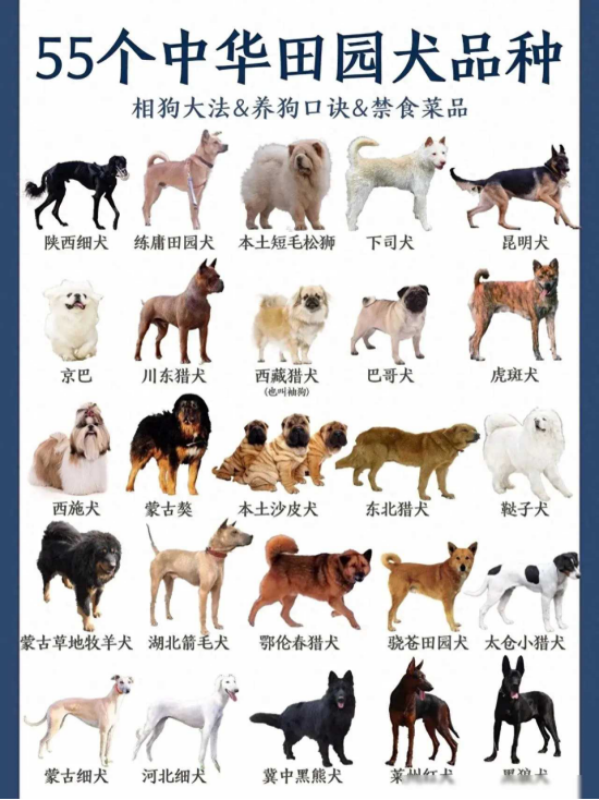 72种名犬名字图片