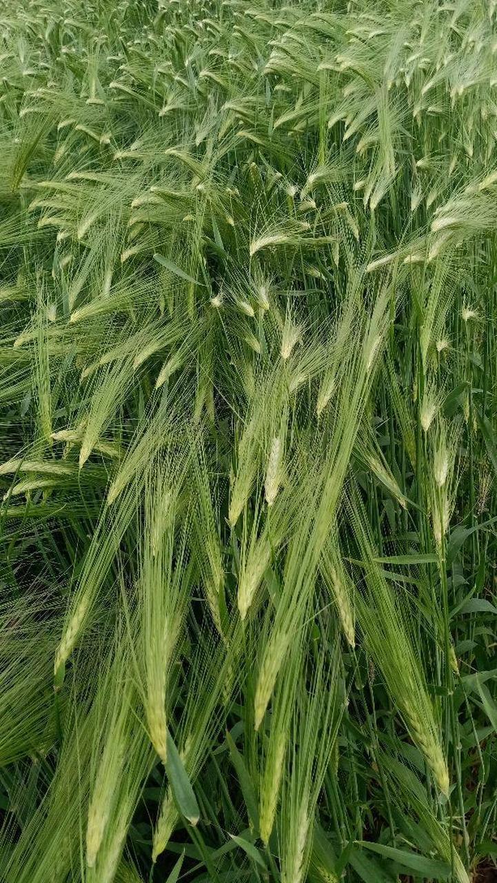西藏的田园风光:青稞,原来是长这样的,它是青藏高原特有的农作物,用它