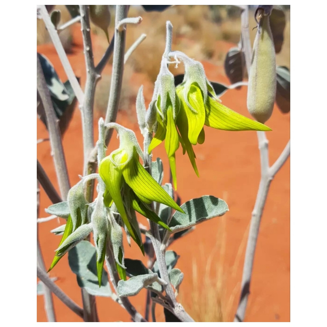 像小鸟被施了魔法,变成了在特定季节开的花  帝王鸟花:植物界的奇妙"