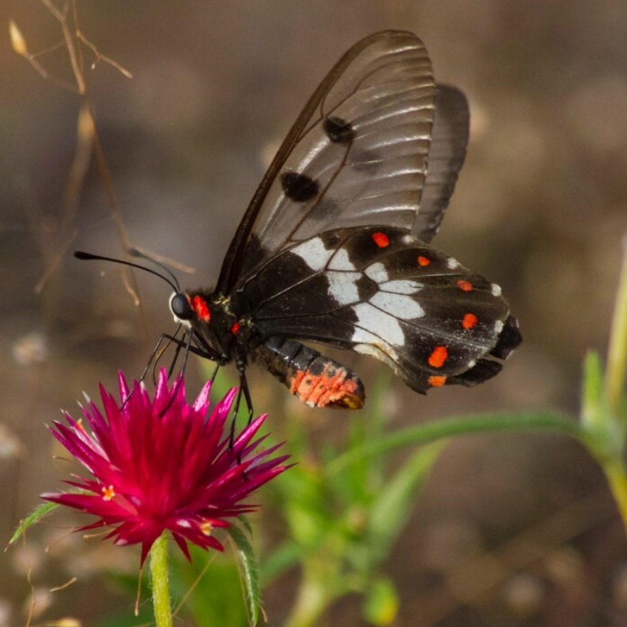 cressida cressida 透翅凤蝶  透翅凤蝶是一种独特的蝴蝶,其雄性和