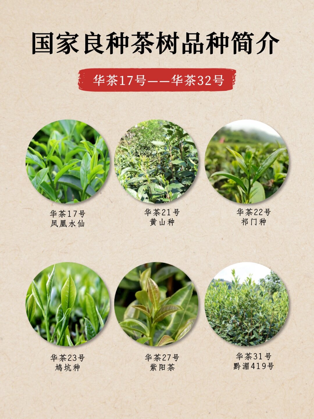 国家良种茶树品种简介