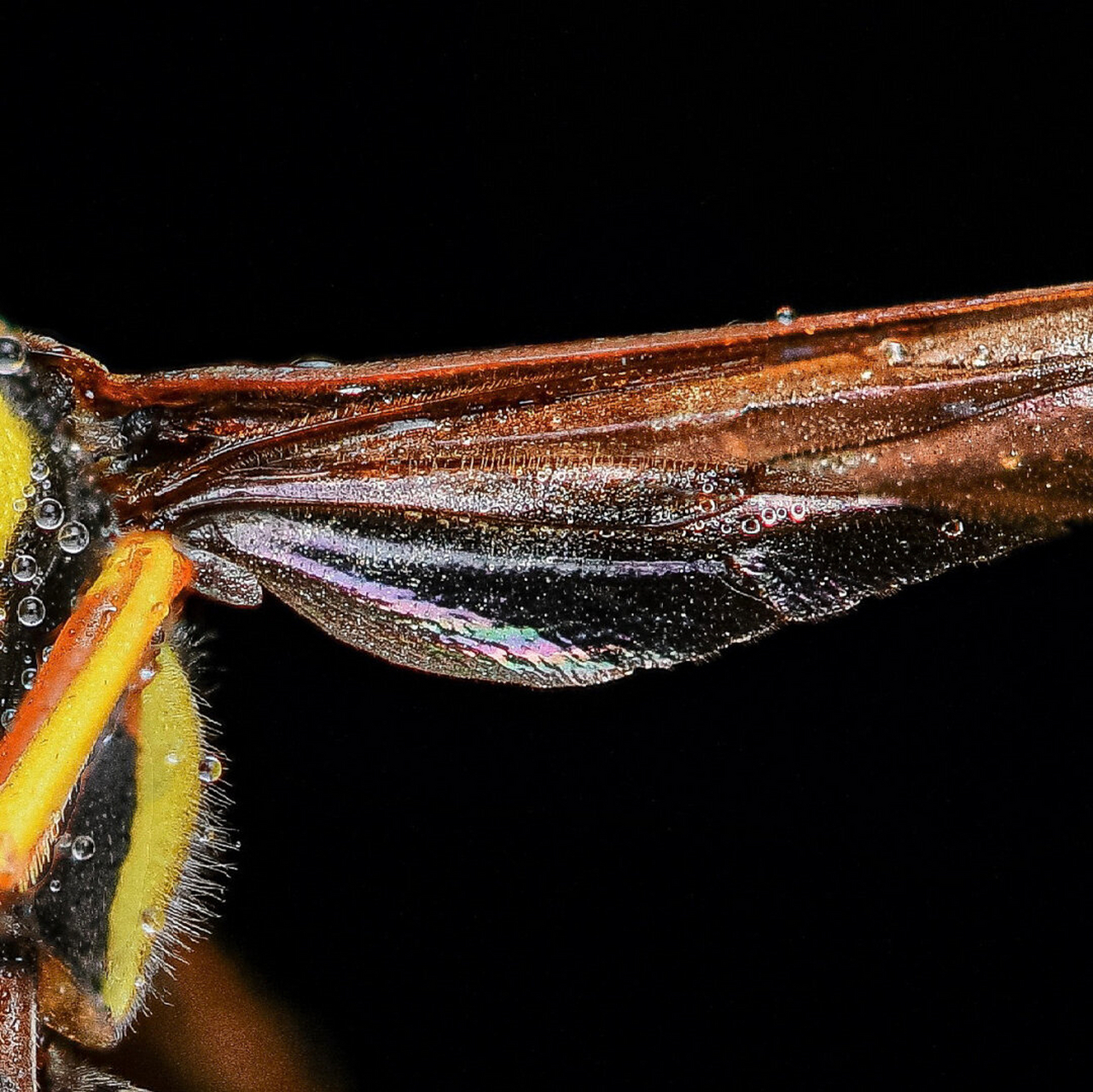 体验你人生见过最高清的照片  泥蜂的沉睡之美:通过手持景深堆叠,捕捉