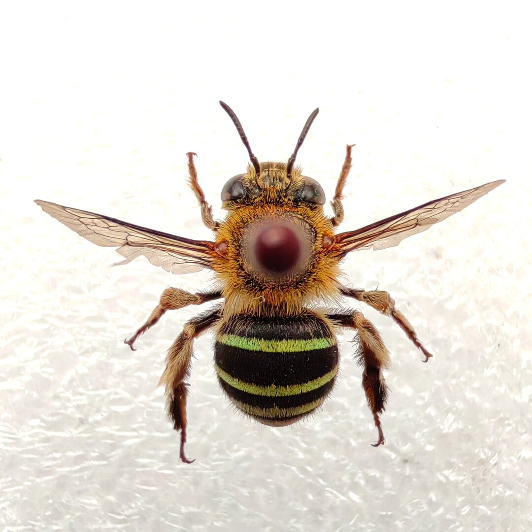 鞋纹无垫蜂,其腹部黄绿色彩条如同一道道流光溢彩