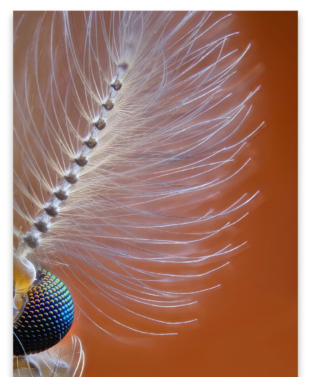 微距摄影堆栈篇  在拍摄微距照片时,景深通常会非常浅,超过三倍景深