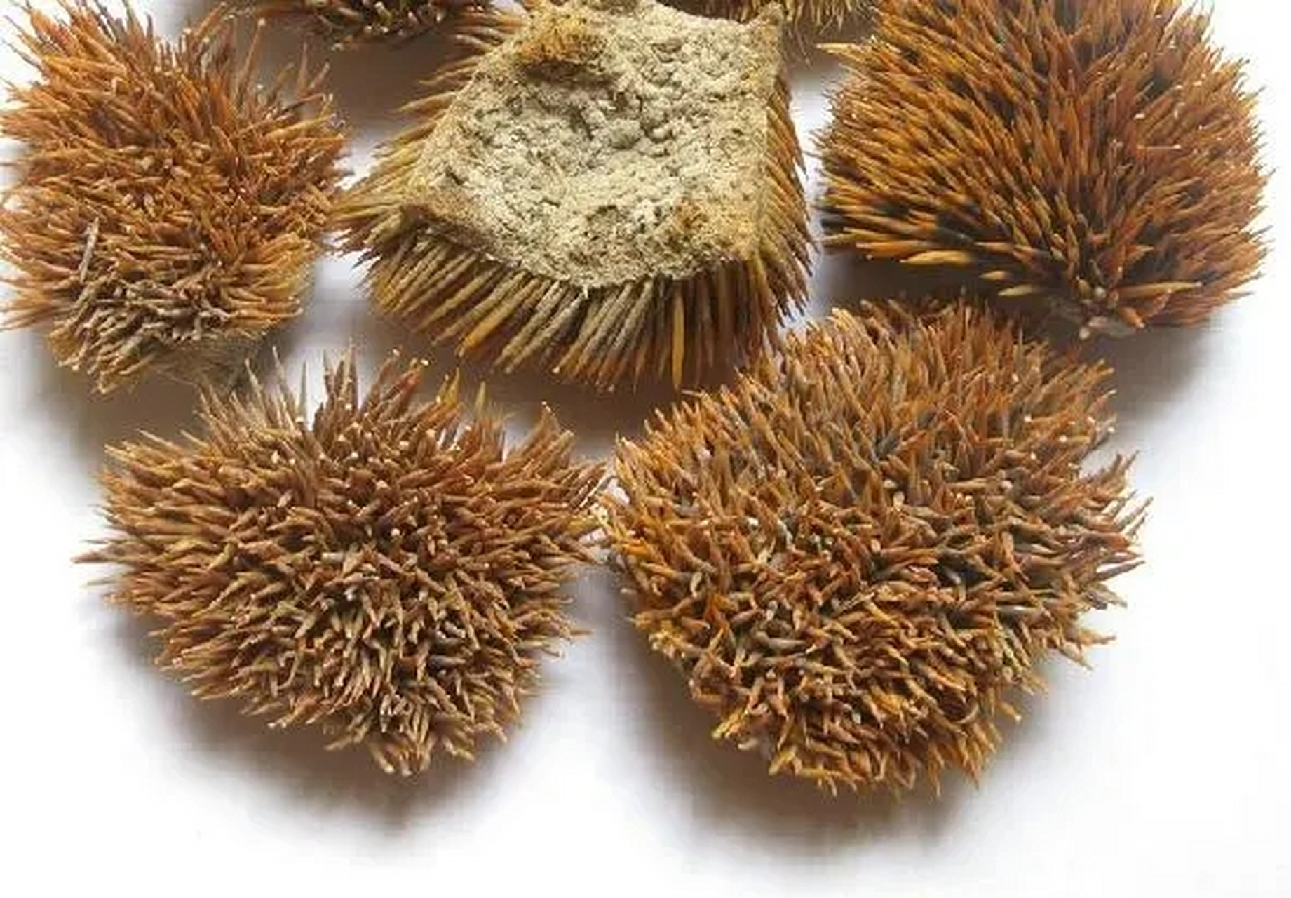 中药刺猬皮功效解析:固精缩尿,收涩止血,化瘀止痛【参考】  中药刺猬