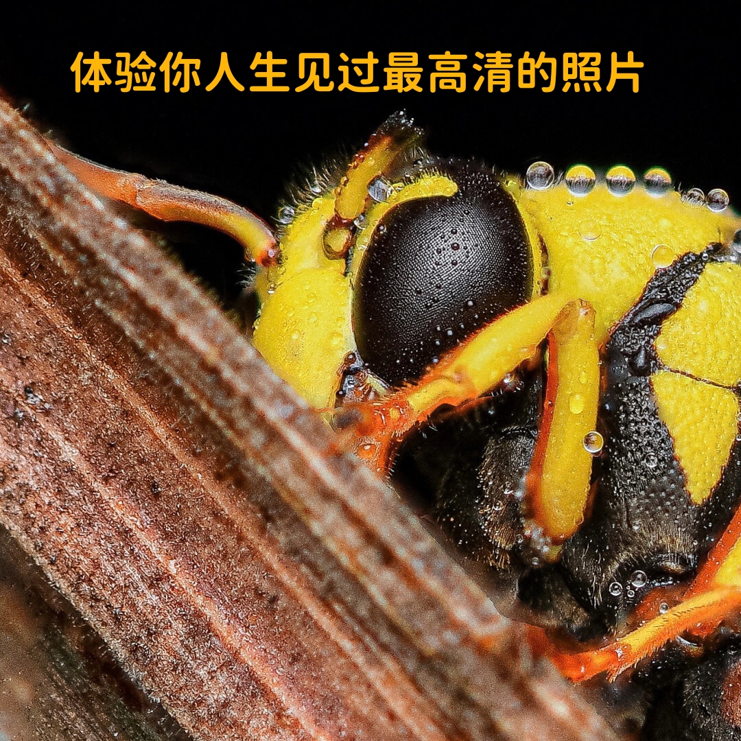 一只正在安睡中的泥蜂,其自然之美的微妙细节,通过手持景深堆叠的方式