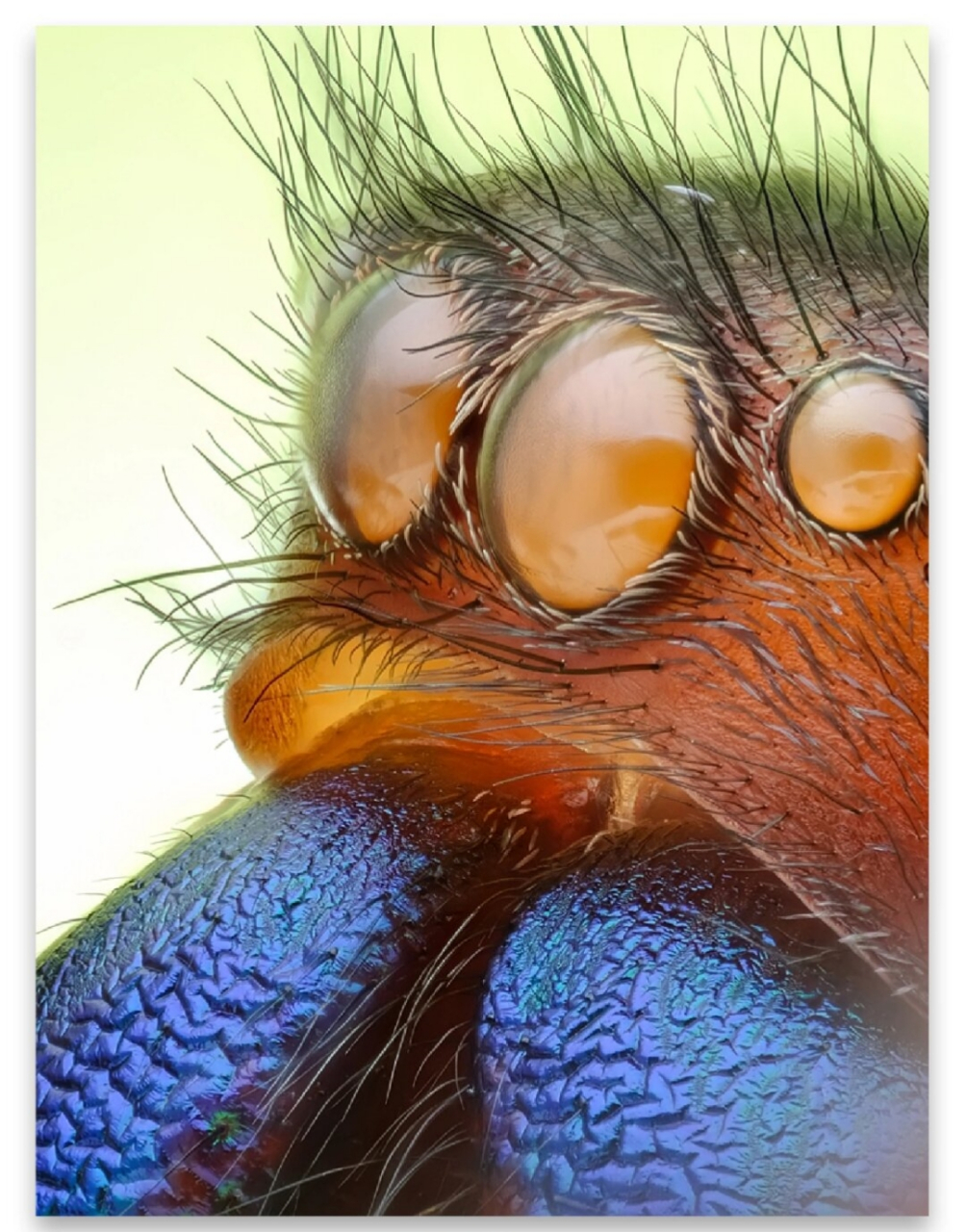 微距摄影堆栈篇  在拍摄微距照片时,景深通常会非常浅,超过三倍景深