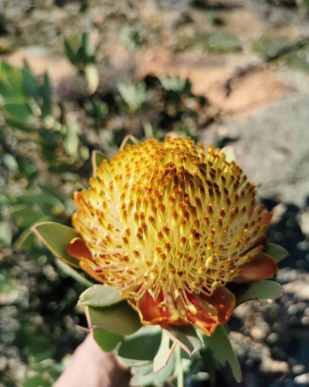 这种植物的金黄色花头是专门为