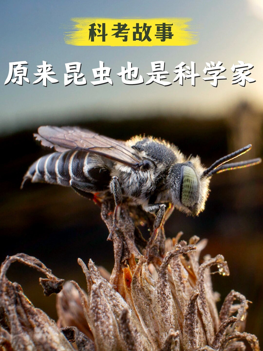 蜜蜂吃动物吗(蜜蜂吃昆虫吗) 蜜蜂吃动物吗(蜜蜂吃昆虫吗)