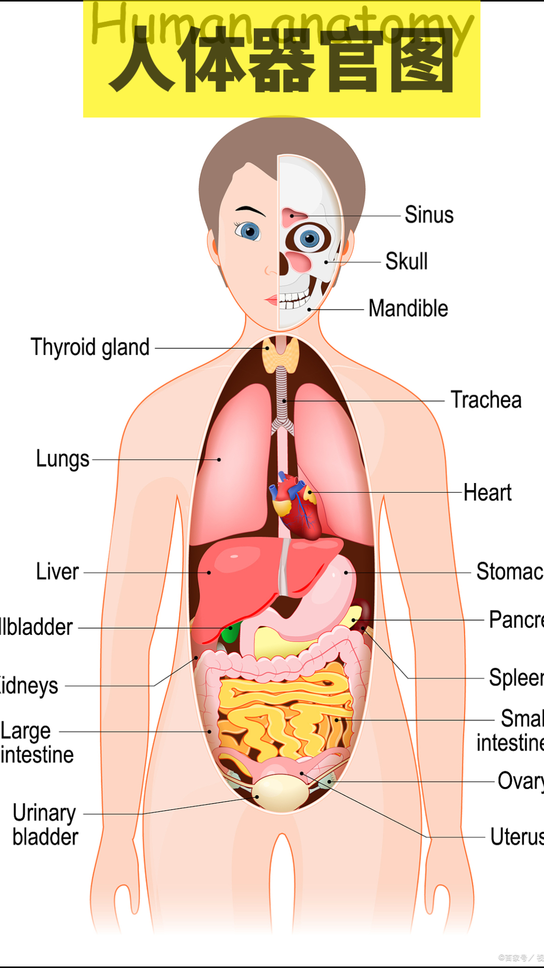 人体器官图 [害羞]人 @针灸科曾科学医生的动态