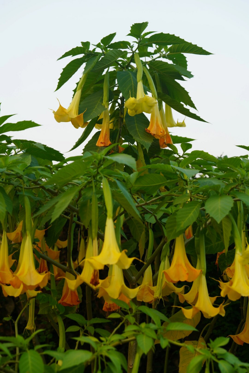 茄科雄蕊图片