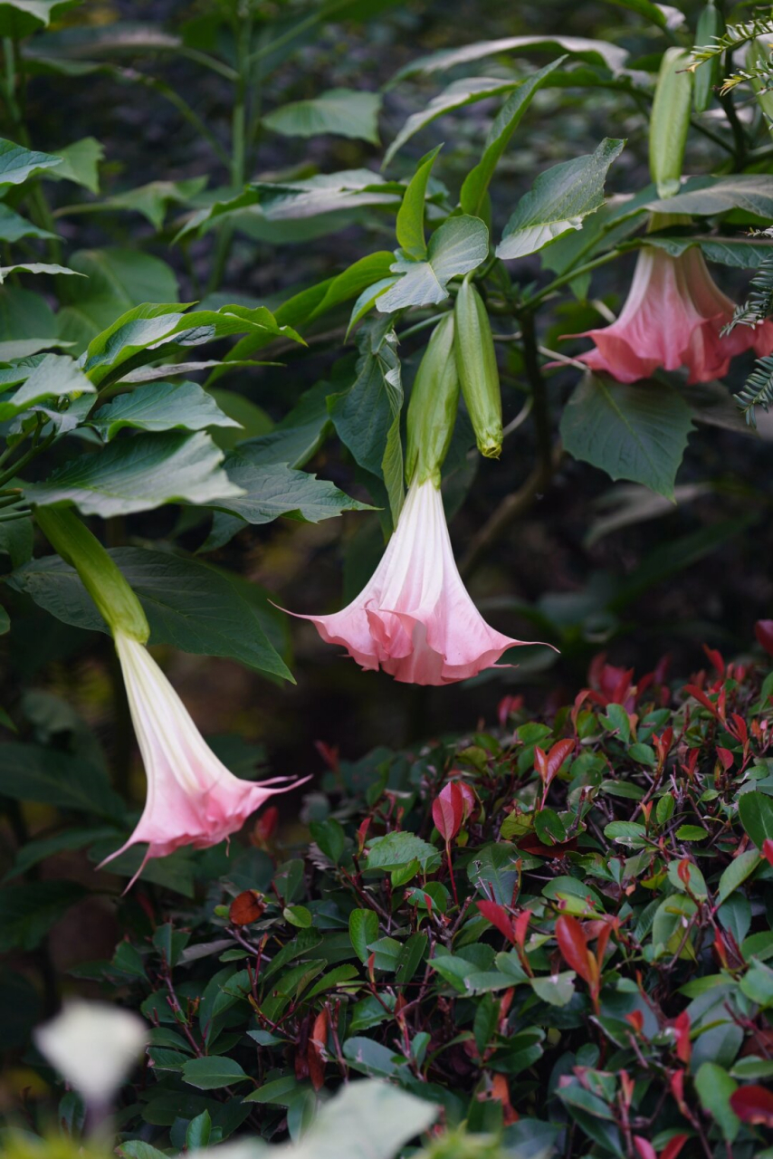 木本曼陀罗|黄花和粉花  木本曼陀罗:南方之神秘芳香  木本曼陀罗,茄