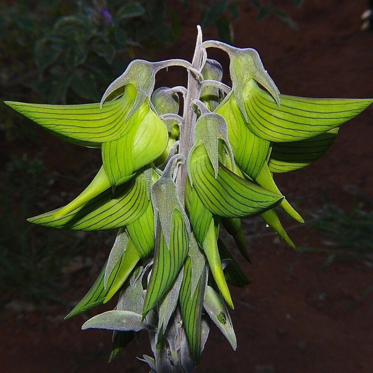 像小鸟被施了魔法,变成了在特定季节开的花  帝王鸟花:植物界的奇妙"