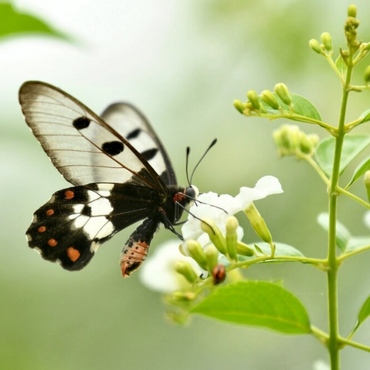 cressida cressida 透翅凤蝶  透翅凤蝶是一种独特的蝴蝶,其雄性和