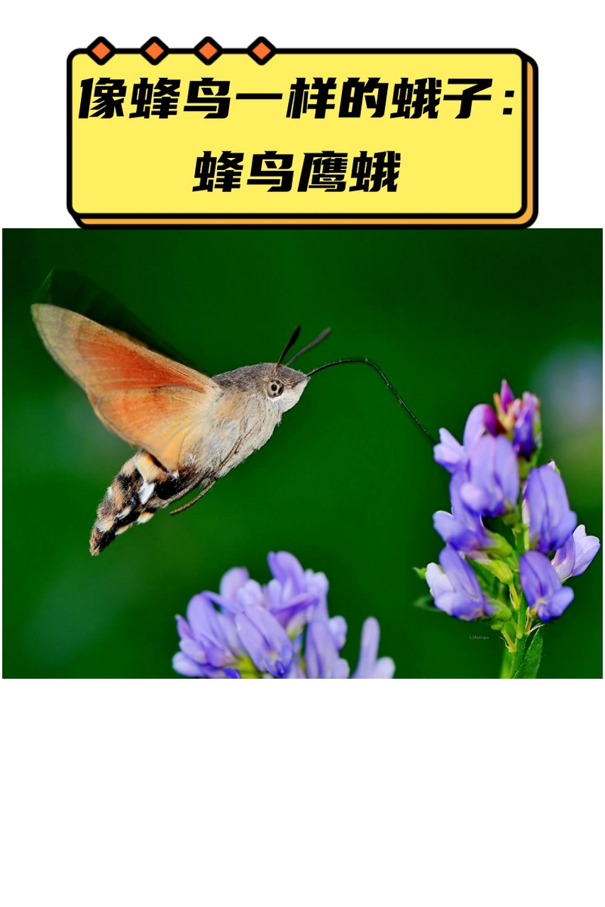 像蜂鸟一样的蛾子:蜂鸟鹰蛾  蜂鸟与蛾子:相似外形背后的真相  有时候