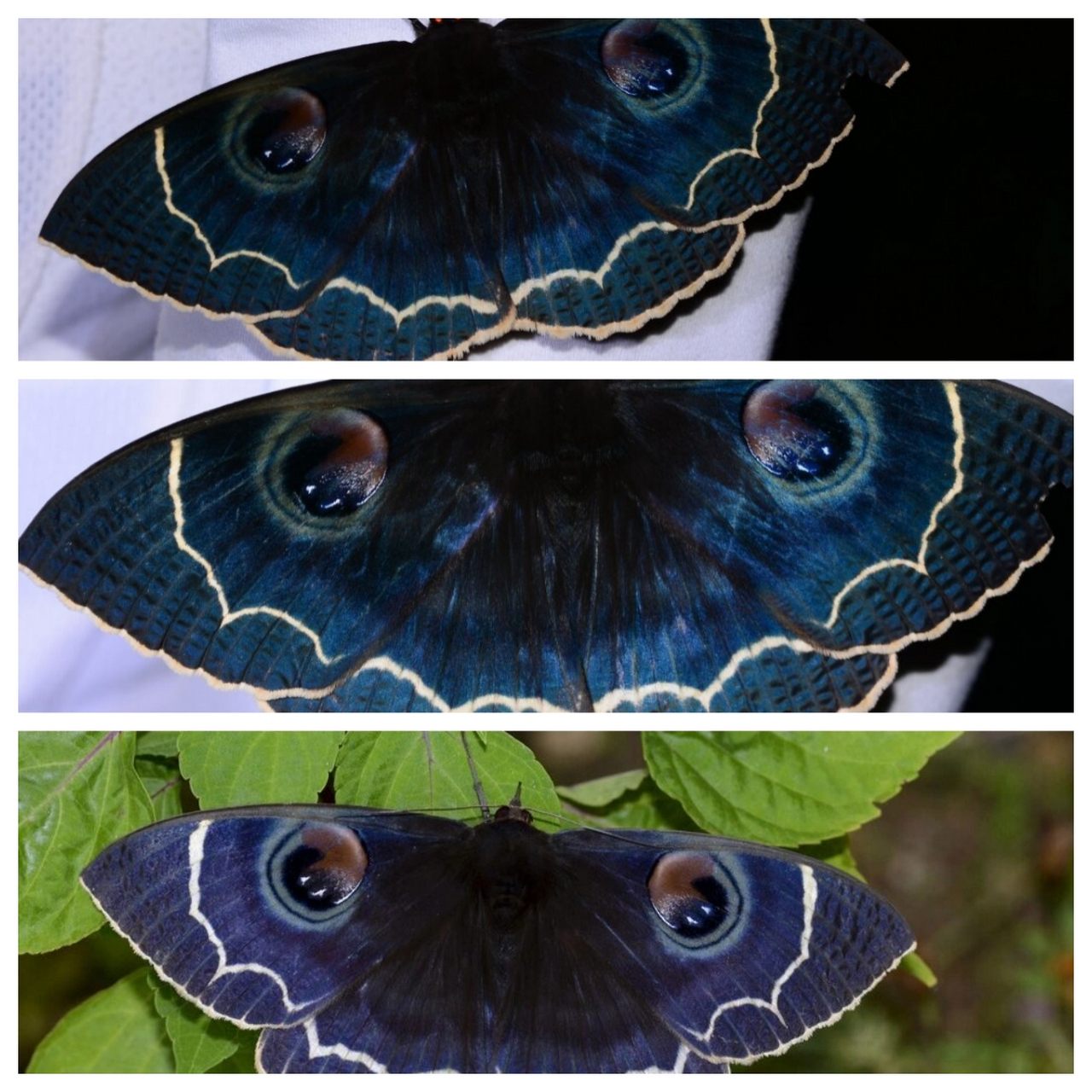 暗夜之眼 玉边魔目夜蛾  在蛾子的世界里,玉边魔目大蚕蛾无疑是颜值的