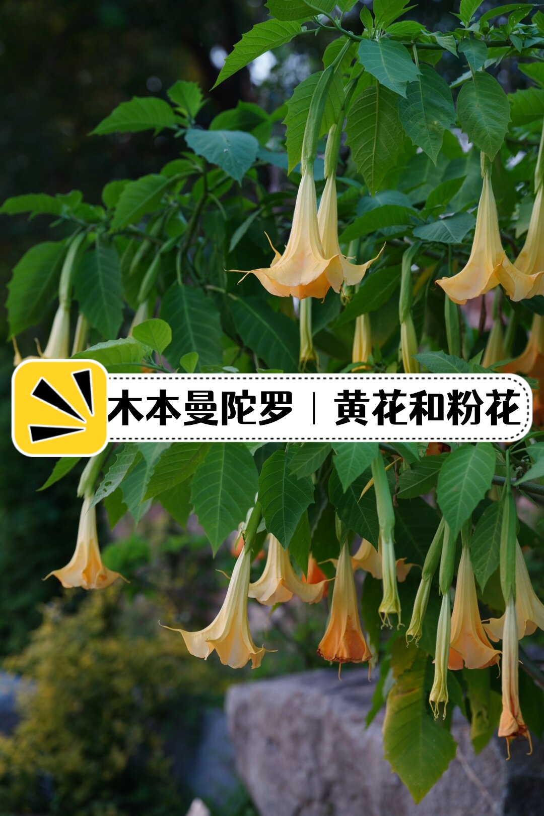 黄花和粉花