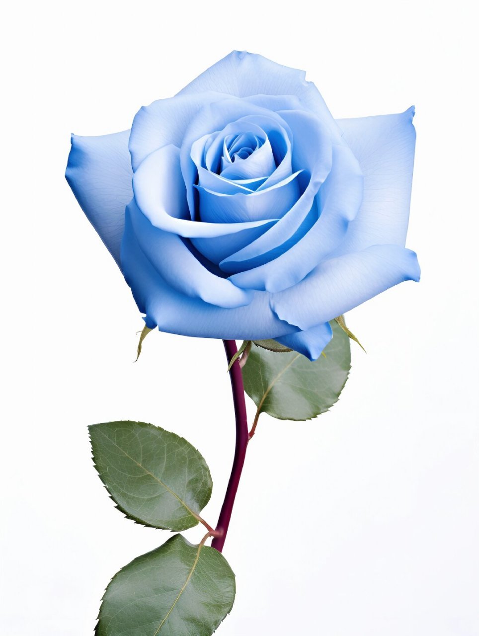 绘画素材1000更——蓝色妖姬  碎冰蓝玫瑰 ,玫瑰花,绘画素材