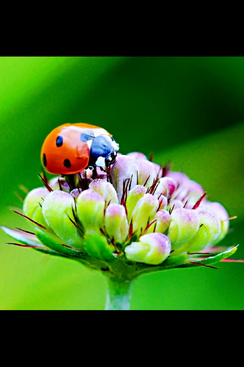 七星瓢虫,俗名"花大姐"  七星瓢虫,又被称为"花大姐",是一种非常美丽