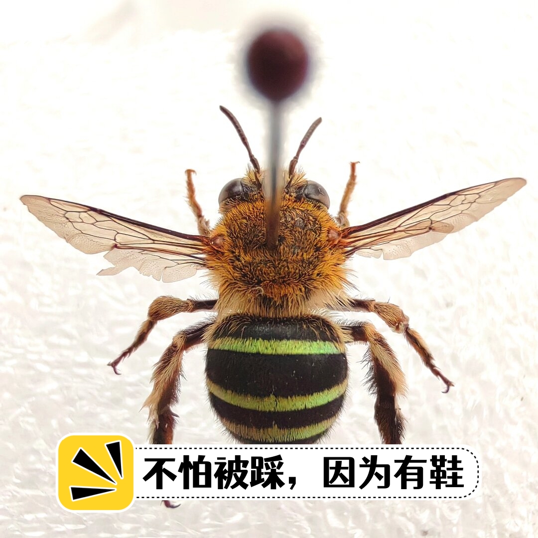 鞋纹无垫蜂,其腹部黄绿色彩条如同一道道流光溢彩