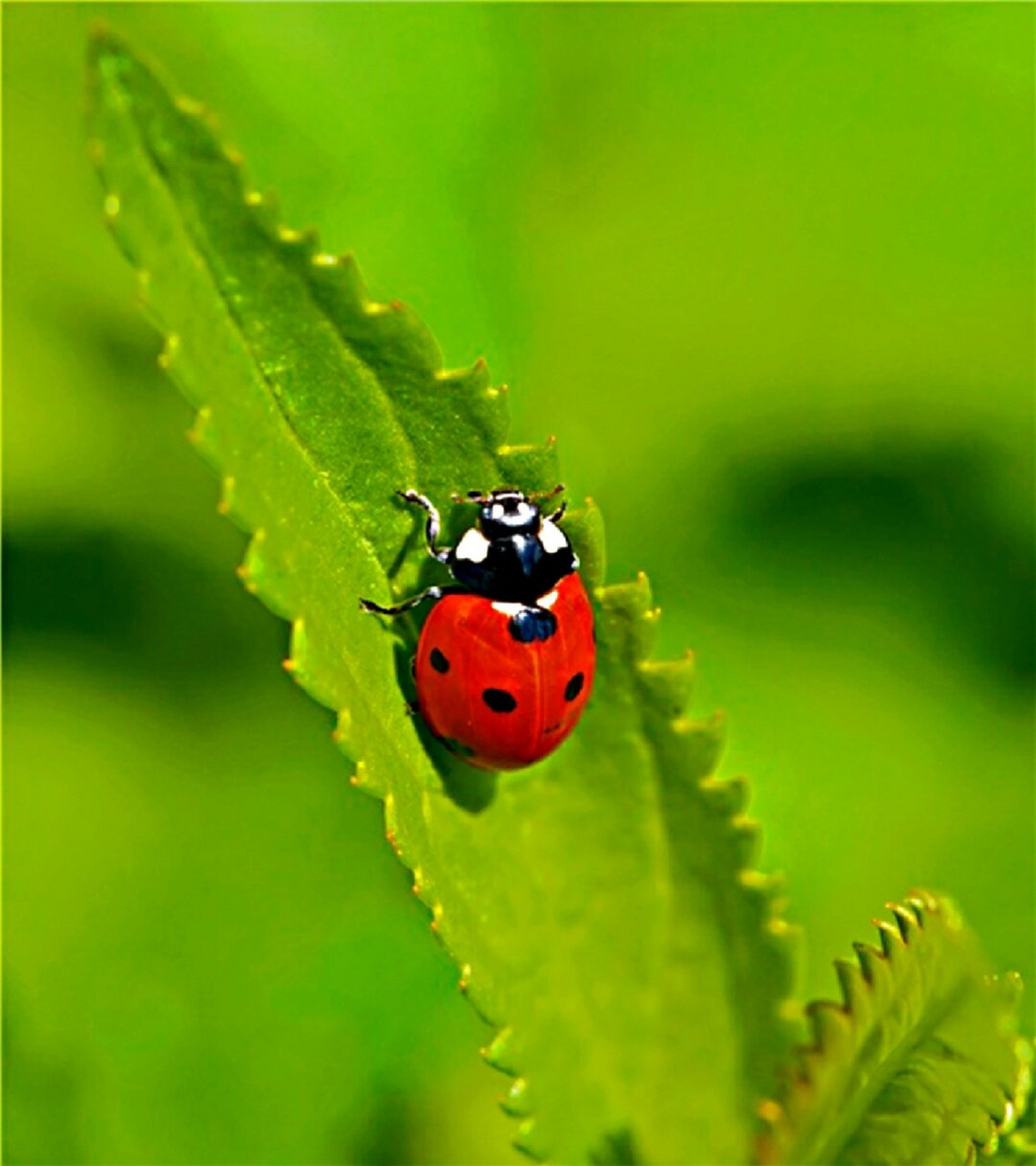 七星瓢虫,俗名"花大姐"  七星瓢虫,又被称为"花大姐",是一种非常美丽