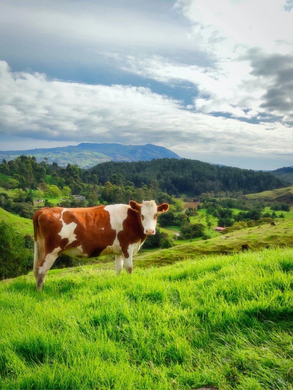 【免费商用绘画素材】动物篇 | 牛/cow  分享时刻:最近我自己在尝试