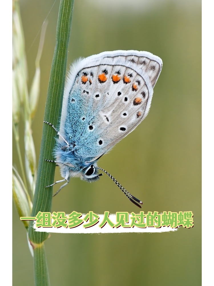 一组没多少人见过的蝴蝶