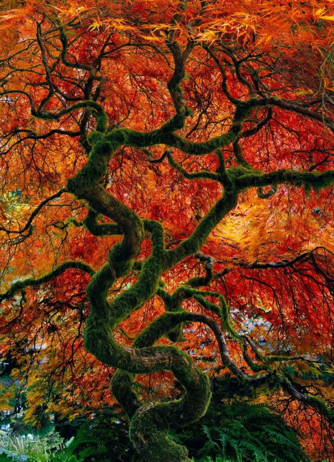 世界著名风景摄影师peter lik作品欣赏