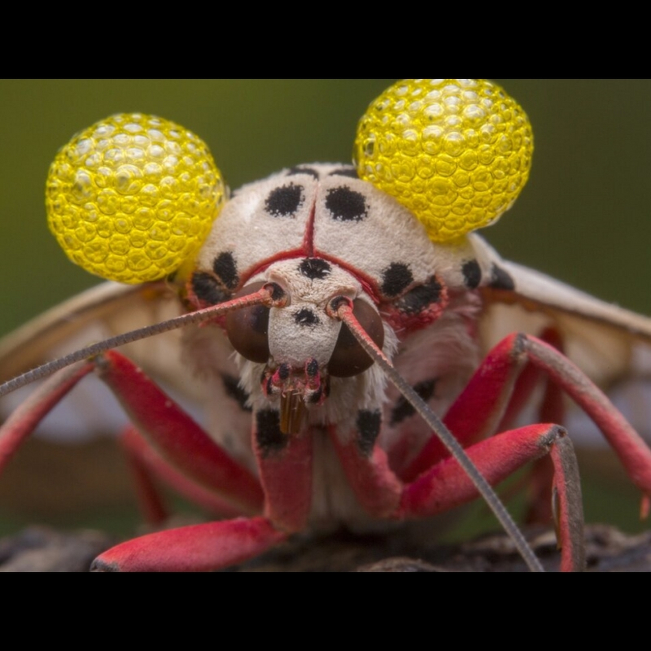 美艳与危险 正在分泌氰化物的闪光玫灯蛾  关于有毒蛾蝶的介绍  在