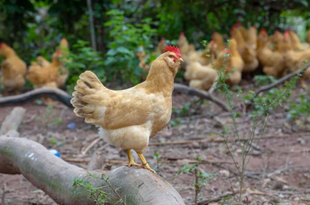优质短图文计划#  惠州胡须鸡,又称三黄胡须鸡,是惠州市龙门县的滩