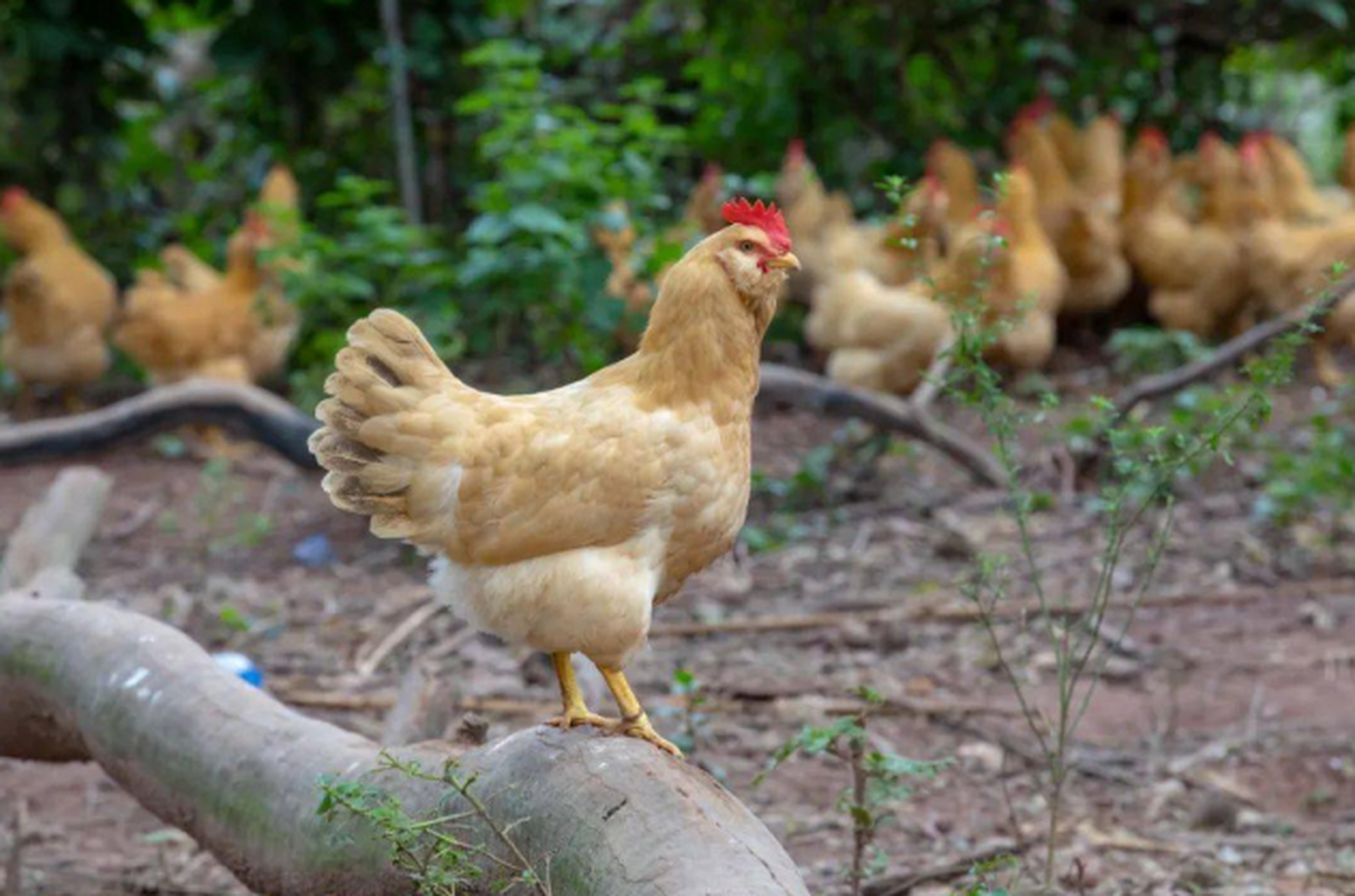 优质短图文计划#  惠州胡须鸡,又称三黄胡须鸡,是惠州市龙门县的特产