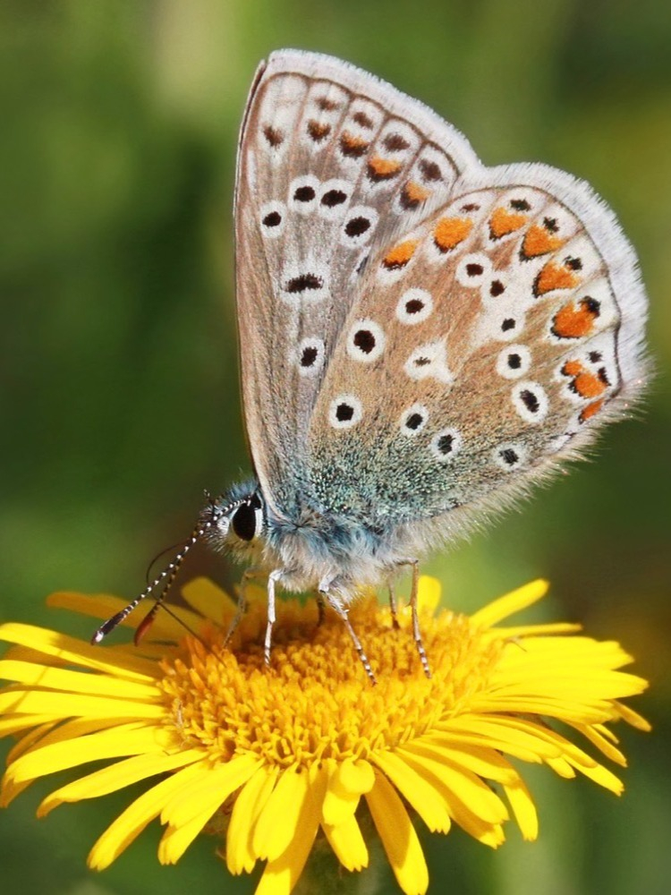 一组没多少人见过的蝴蝶  小灰蝶:欧洲的美丽传说  在欧洲及其周边