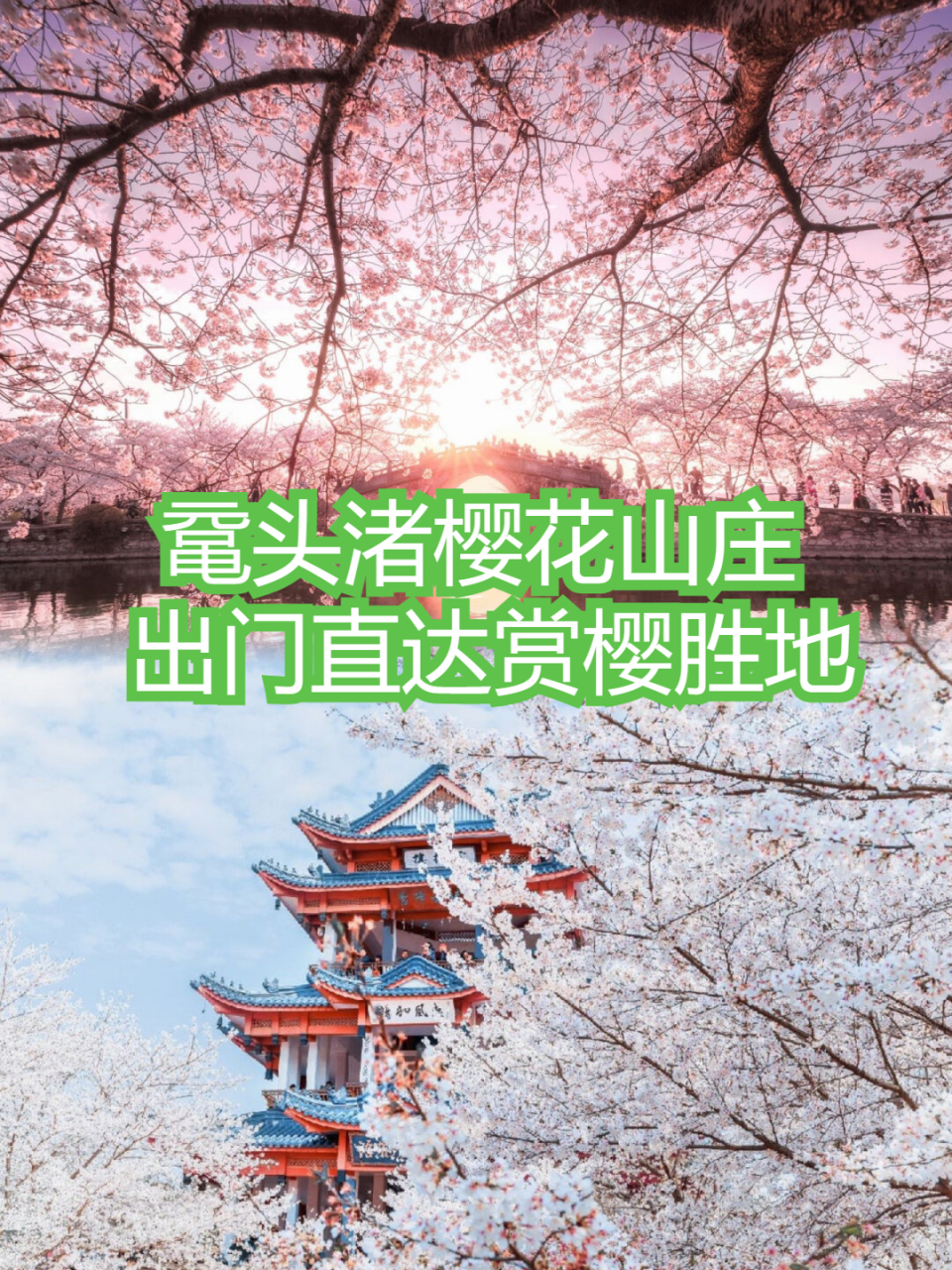 鼋头渚樱花山庄 出门直达赏樱胜地  想要尽情欣赏樱花的绚丽,一定不能