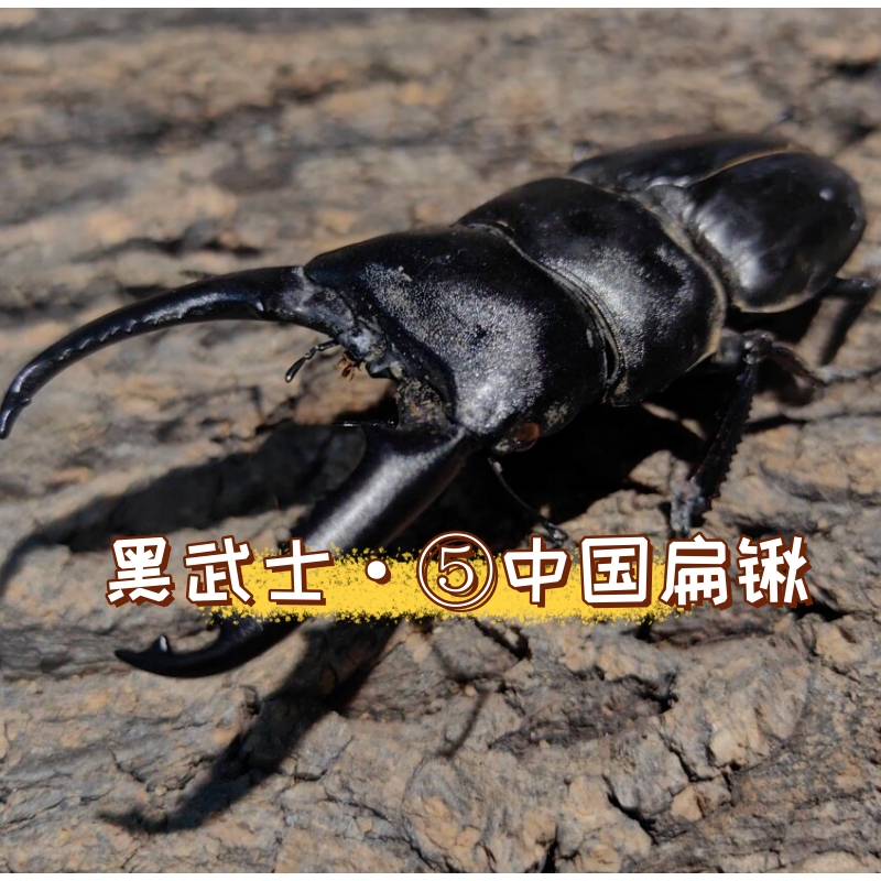 中国扁锹甲:雄虫的巨型魅力  中国扁锹甲,一个在