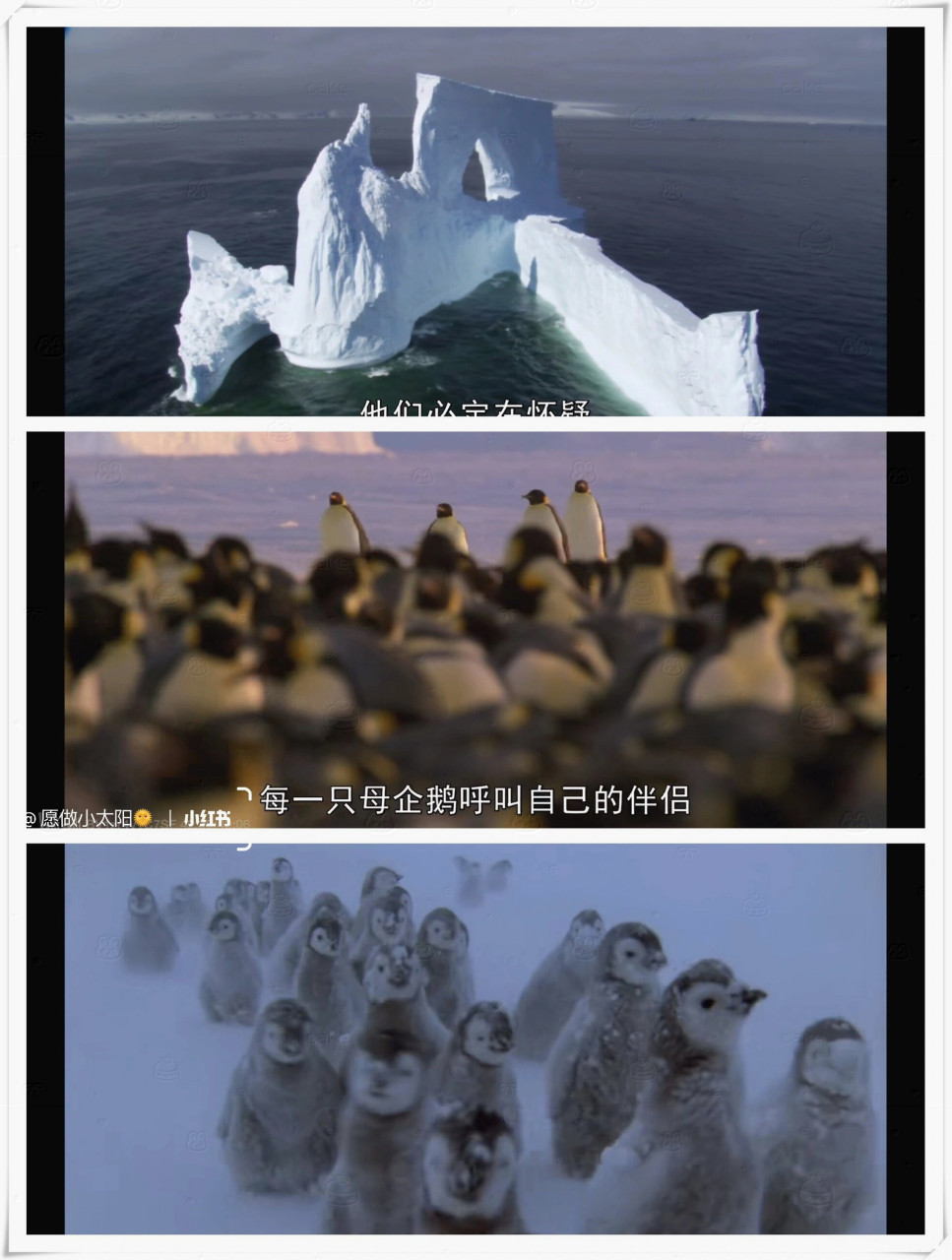 这部名为《地球脉动》的纪录片  可谓bbc的巅峰之作.