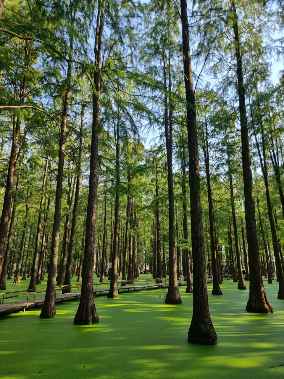 宠物友好景点扬州 渌洋湖湿地公园  这个景点以其宠物友好的环境吸引