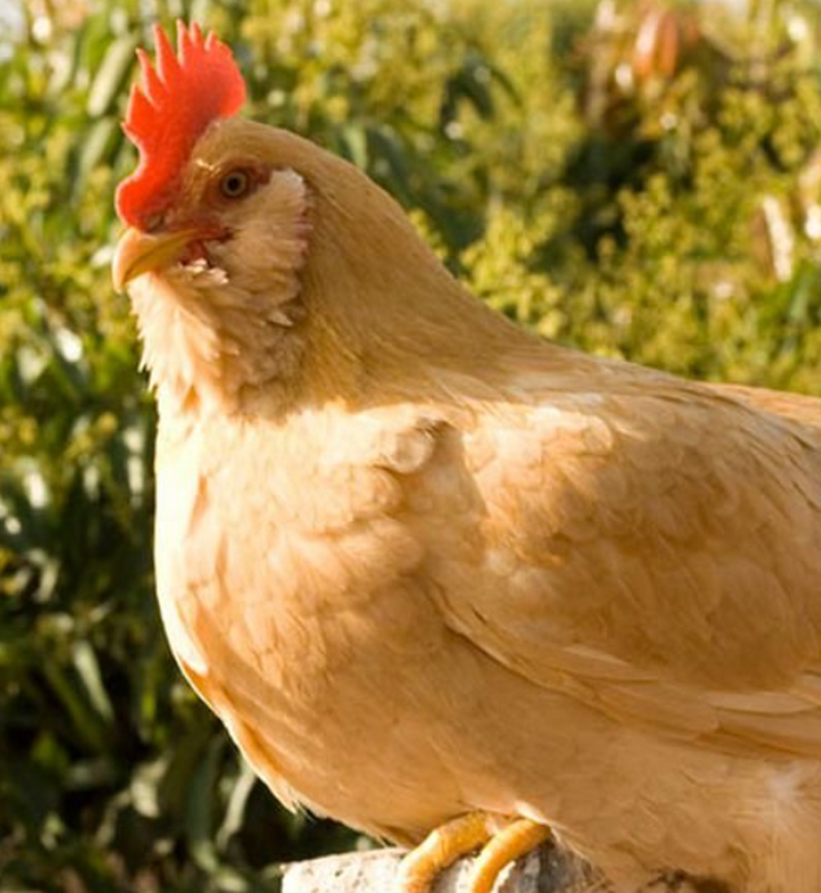 优质短图文计划#  惠州胡须鸡,又称三黄胡须鸡,是惠州市龙门县的特产