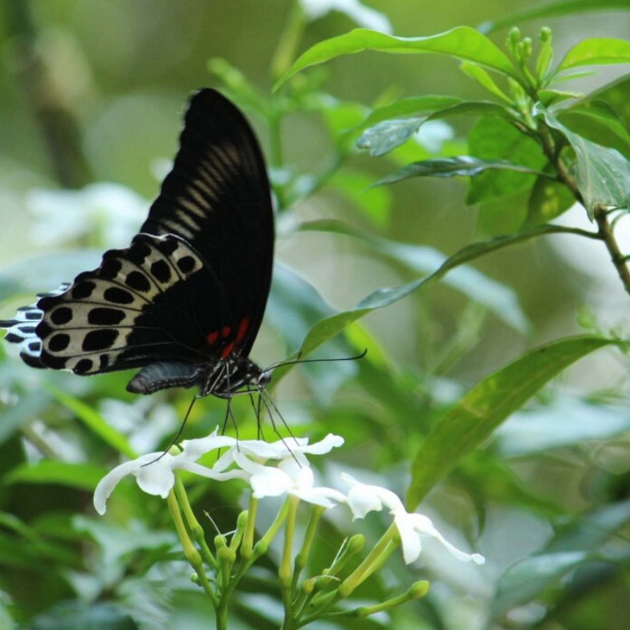 蓝裙美凤蝶 "你说这一句 很有夏天的感觉"  蓝裙美凤蝶,无疑是在美