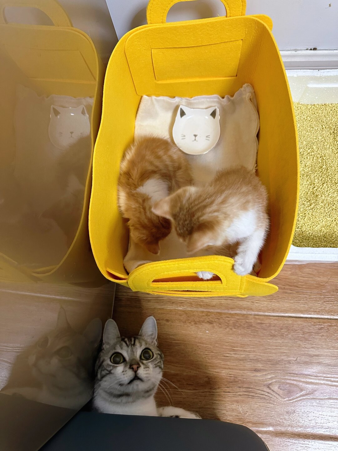 家中新来了小猫之后我家的原住民打招呼be like鼠鼠祟祟畏畏缩缩