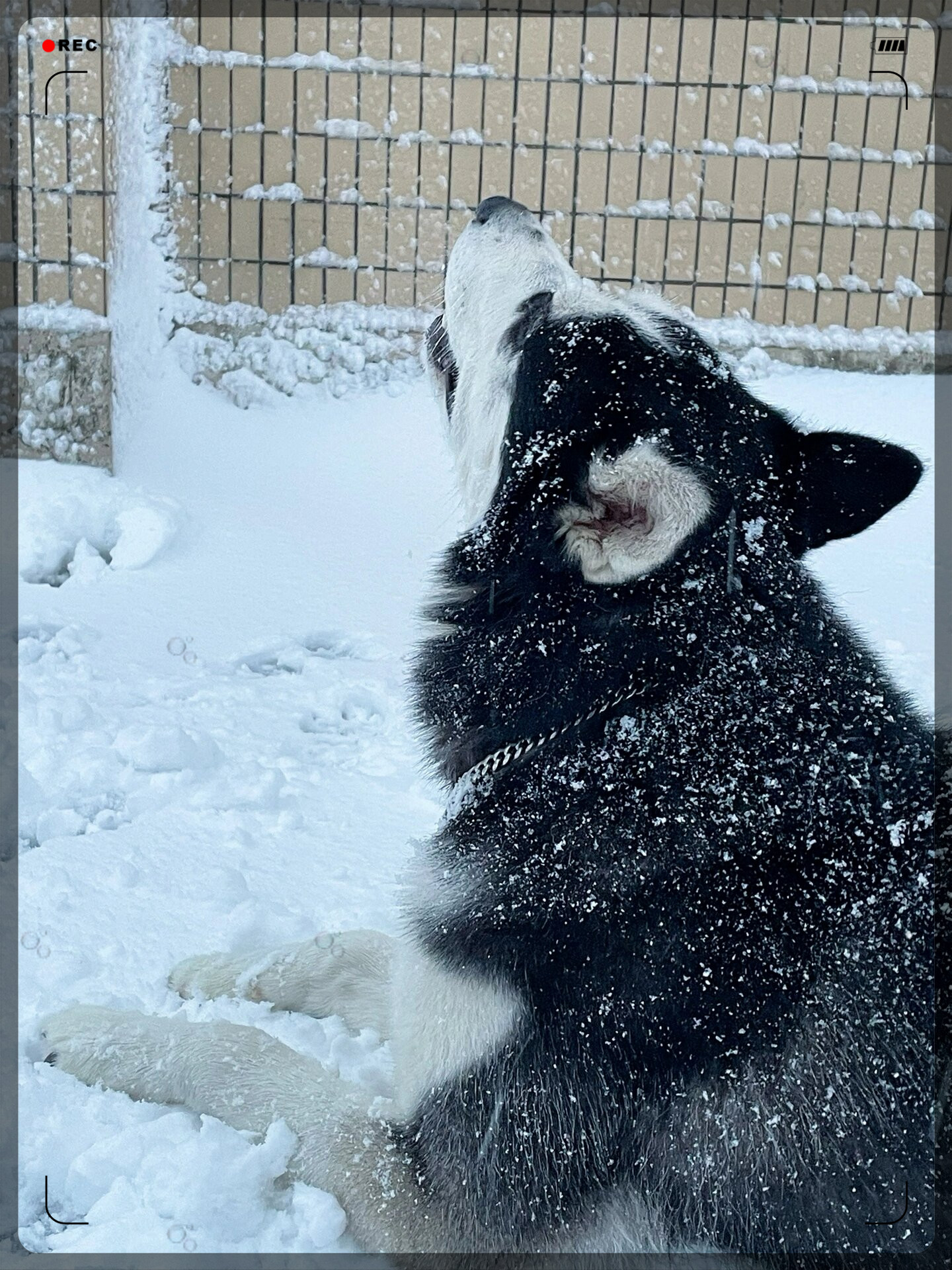 在下雪天里,带上哈士奇到雪地里玩耍, 它们可能会非常兴奋和开心