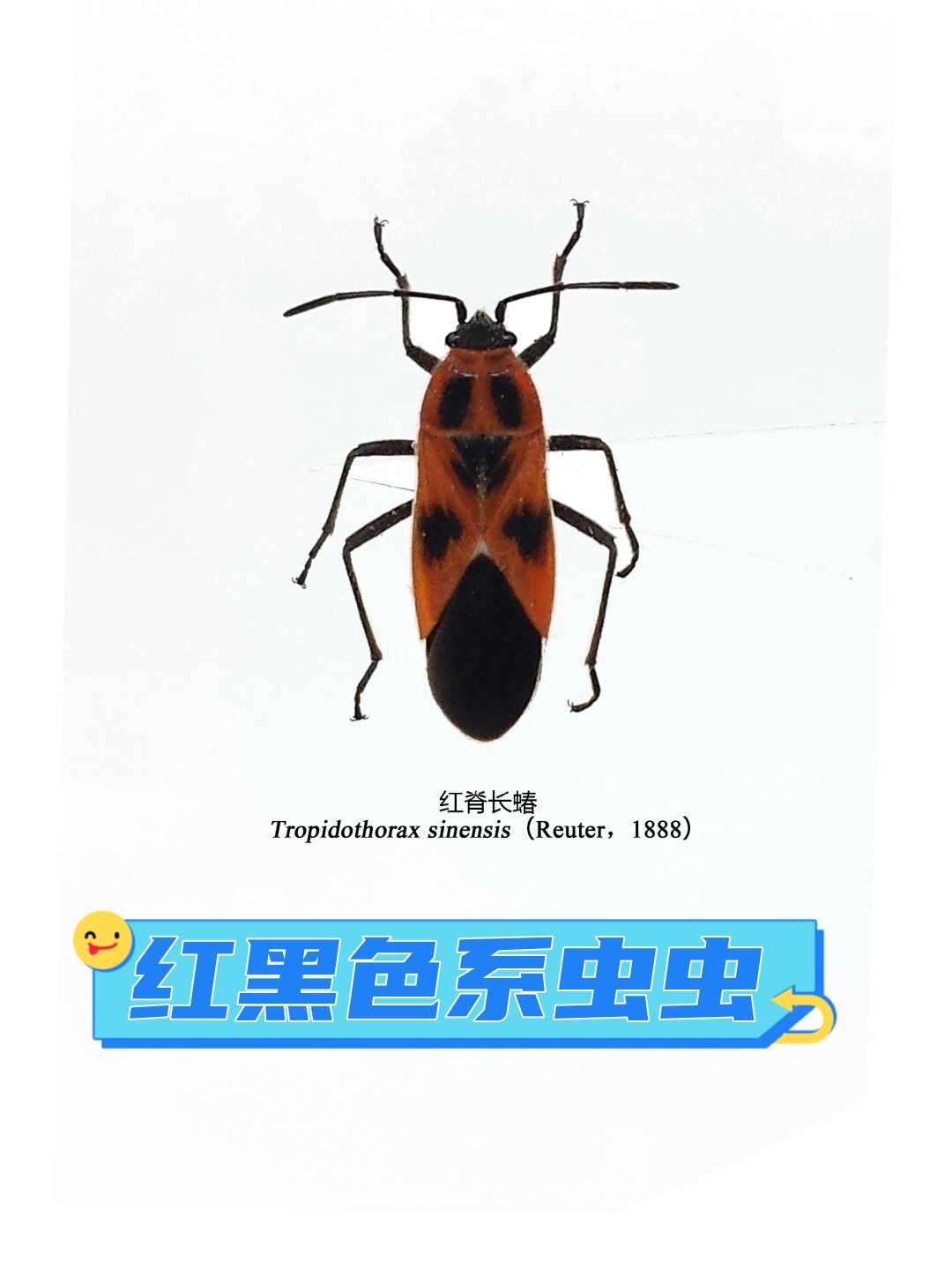 【分类】昆虫纲,半翅目,长蝽科,红长蝽亚科,脊长蝽属