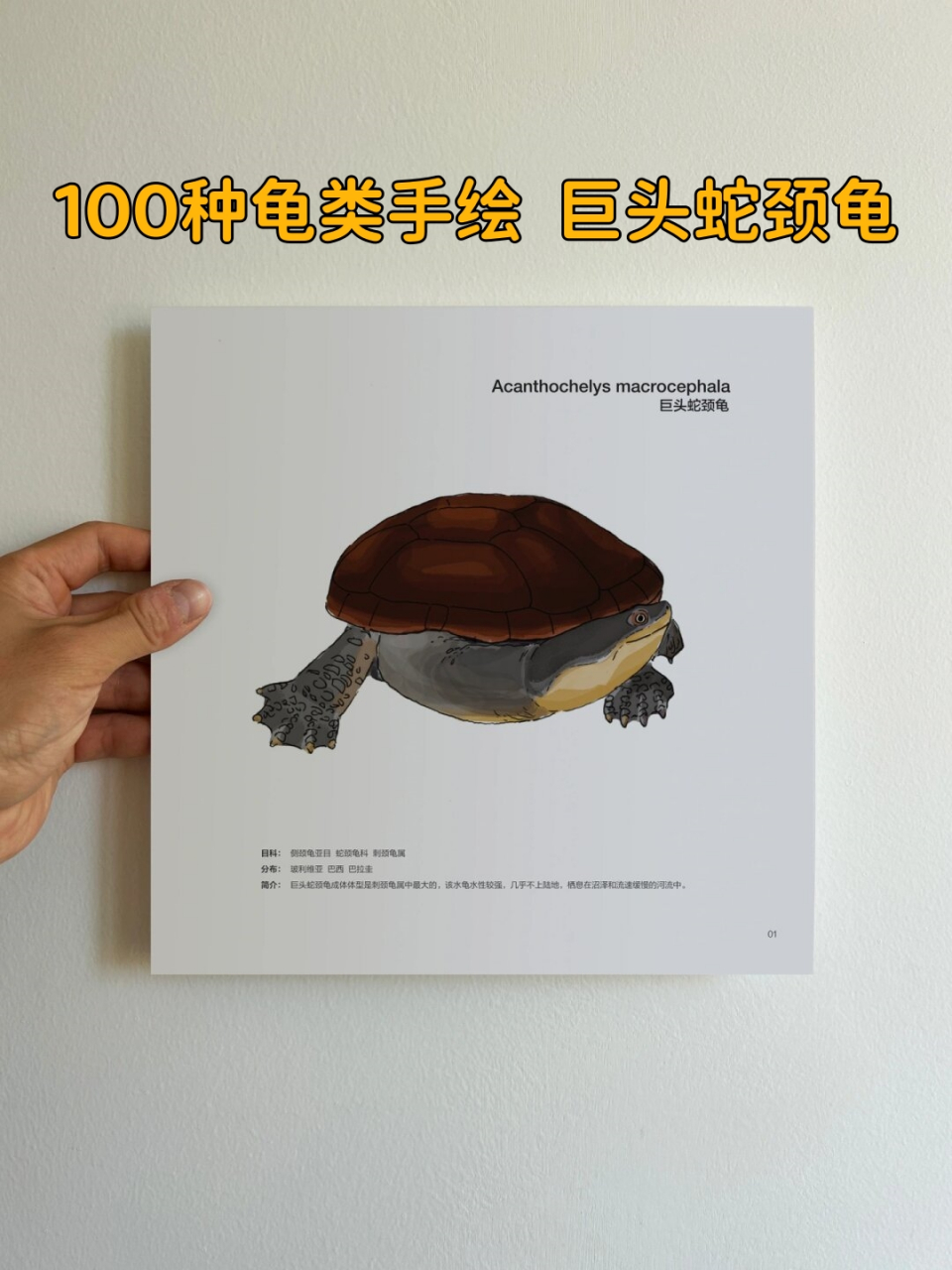 100种龟类手绘  巨头蛇颈龟  巨头蛇颈龟是一种体型庞大的水龟,属于侧