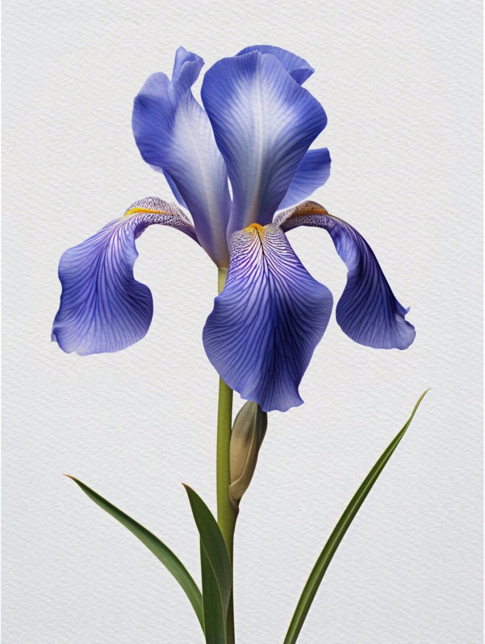 原创高清绘画素材～治愈系紫色的鸢尾花组图  怎么样,这些治愈系紫色