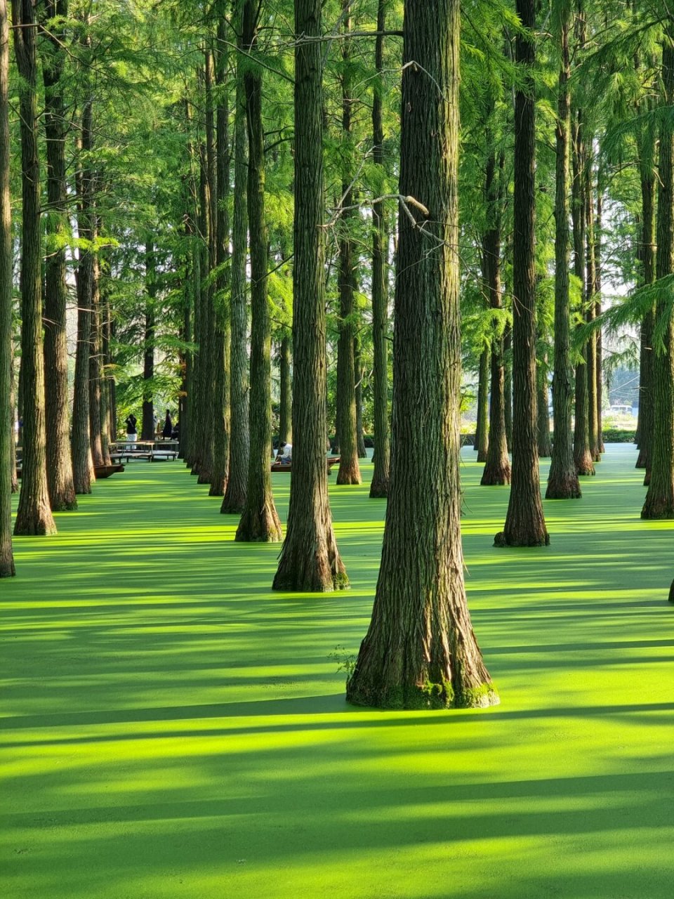 宠物友好景点扬州 渌洋湖湿地公园  这个景点以其宠物友好的环境吸引